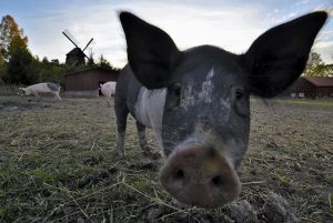 Los cerdos asumieron el liderazgo en la granja. Foto: photo credit: RdeUppsala Of course I can hear you! (In explore) via photopin (license)